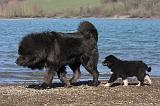 DOGUE DU TIBET 134